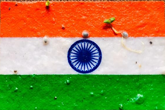 (Pack of 25) Indian Flag Plantable Seed Paper Badge, Tricolour Rectangle Design, Eco Seed Badge